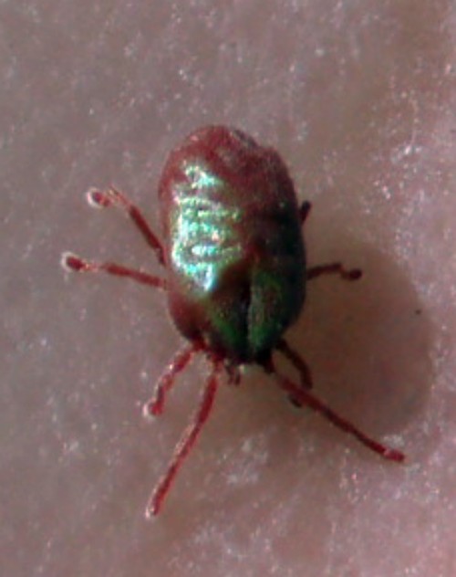Curteria sp. (Erythraeidae) - (Zaragoza, Spagna)